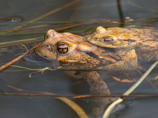 Erdkröte (Buso bufo