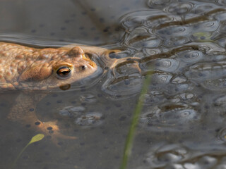 Erdkröte (Buso bufo