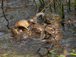 Erdkröte (Buso bufo