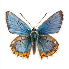 butterfly isolated on white background