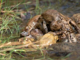 Erdkröte (Buso bufo