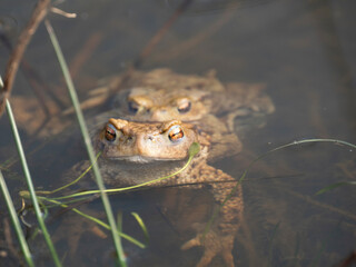 Erdkröte (Buso bufo