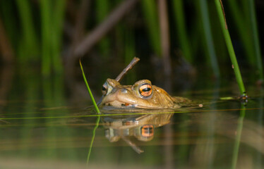 Erdkröte (Buso bufo