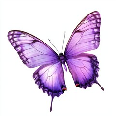 Obraz premium butterfly on white background