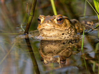 Erdkröte (Buso bufo