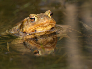 Erdkröte (Buso bufo