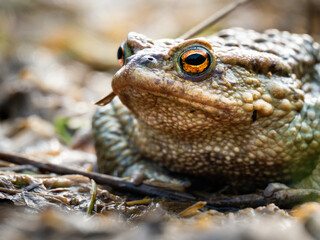 Erdkröte (Buso bufo