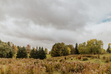 Three Horses in a Field During Autumn in Flesherton, Ontario