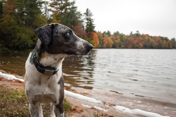 Pit Bull Mixed Breed Standing on Beach by Lake