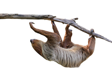 Cute two-toed sloth hanging on tree branch isolated on transparent background png file	
