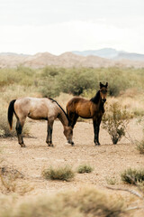 Wild horses amid brush and mountains in Big Bend National Park Texas