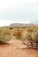 Wild horses amid the brush and cliffs in Big Bend National Park