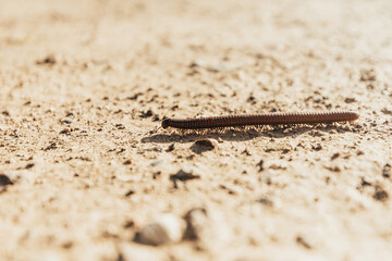 Close-up of a millipede crawling across sunlit desert ground.