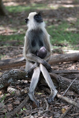 monkey family posing for my camera
