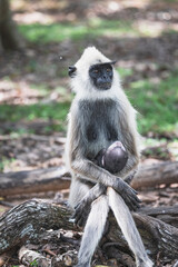 Mama monkey and baby monkey posing for my camera