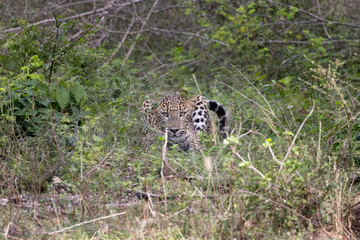 sri lankan leopard waiting in the forest