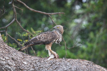 Crested Serpent Eagle hunting a rabit.