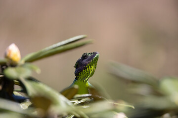 Sri Lankan Green Forest Lizard sun bathing