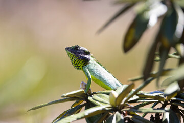 Sri Lankan Green Forest Lizard sun bathing