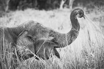 elephant eating in black and white