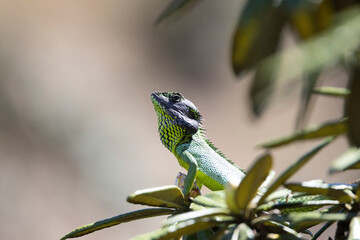 Sri Lankan Green Forest Lizard sun bathing