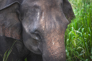 portrait of big asian elephant