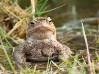 Erdkröte (Buso bufo