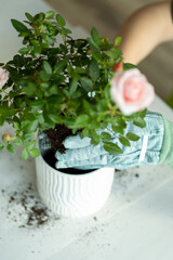Person Gardening Gloves Transplanting Rose