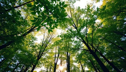 Fototapeta premium Sunlight Filtering Through Lush Green Canopy: A Serene Forest
