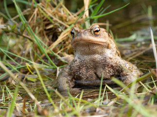 Erdkröte (Buso bufo