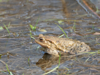 Erdkröte (Buso bufo