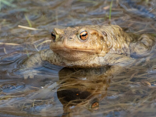 Erdkröte (Buso bufo