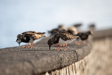 A turnstone (Arenaria interpres) standing on a rock looking for food.