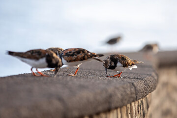 A turnstone (Arenaria interpres) standing on a rock looking for food.