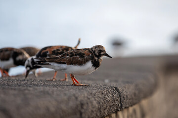 A turnstone (Arenaria interpres) standing on a rock looking for food.