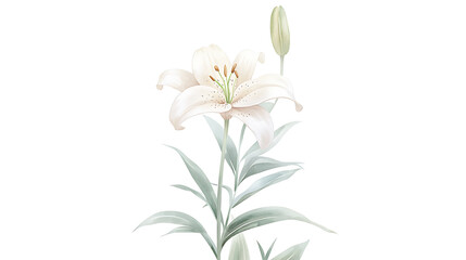 Fototapeta premium A white flower with green leaves