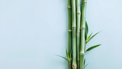 Obraz premium green bamboo background