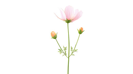 Obraz premium A flower with three buds is shown in a white background