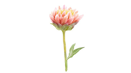 Fototapeta premium A single pink flower with a green stem