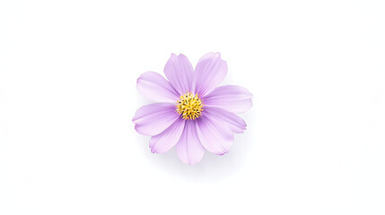 Fototapeta premium A single purple flower with a yellow center