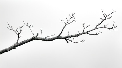Fototapeta premium Bare tree branch against a minimalistic gray backdrop