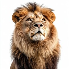 Obraz premium Majestic Lion Portrait, Looking Up with a Powerful Expression