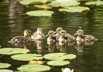Ducklings Swimming in Pond with Lily Pads – Nature Scene