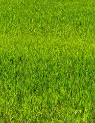 Close up of green grass as nature background.