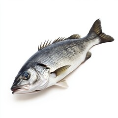 Fototapeta premium fish on white background
