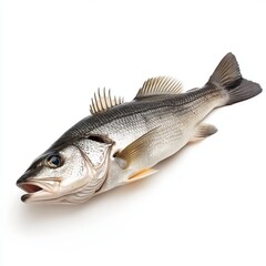 Obraz premium fish on white background