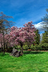 Spring. Resting place in Moody Park New Westminster City Bench under the shade of trees blooming magnolia tree on a green lawn, against the background of a blue cloudy sky