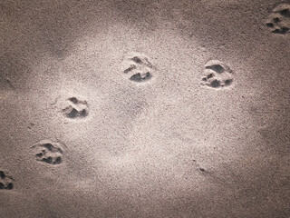 Cat or fox paw prints on beach or desert.