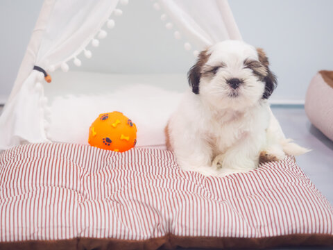 A small Shih Tzu puppy with soft, fluffy fur playing with colorful toy in living room.
