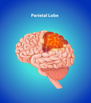 Parietal Lobe Medical Blue Illustration Human Brain anatomy